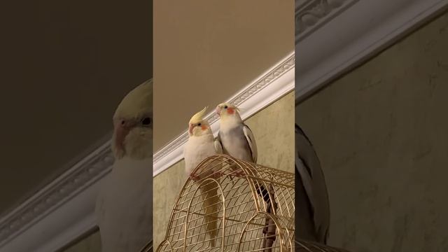 Пара #корелл Ариша и Кеша смотреть онлайн