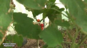 ТОМАТ  ЮБИЛЕЙНЫЙ ТАРАСЕНКО. Обзор сорта, личный опыт.