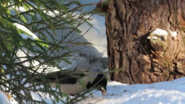 №4873 29 03 2024 Про ворон, сорок и белку смотреть онлайн