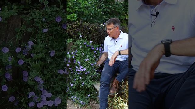 Notre plante de la semaine : Convolvulus mauritanicus ou Liseron bleu de mauritanie 🍃 #convolvulus смотреть онлайн