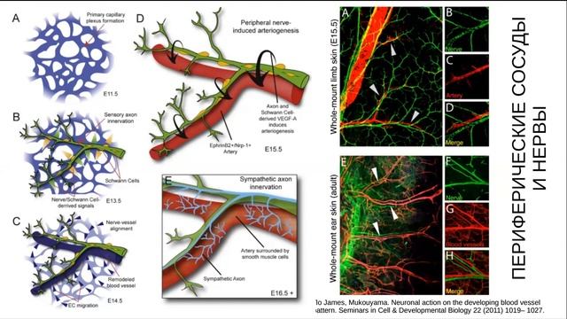 Одна вода 1 Сосуды зародыша смотреть онлайн