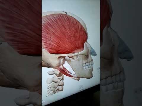 action of temporalis muscle смотреть онлайн