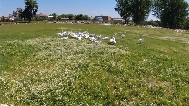 Nahranile smo kuce LUTALICE смотреть онлайн