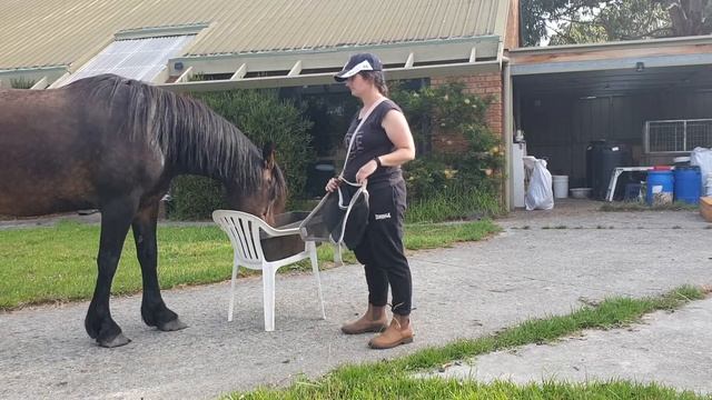 Phoebe fly mask 29.01.22 PH38 смотреть онлайн