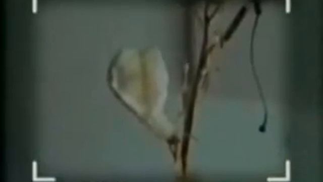 Orthodox Miracles 4 смотреть онлайн