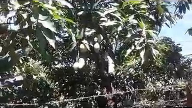 Manfaat buah mangga untuk kesehatan смотреть онлайн