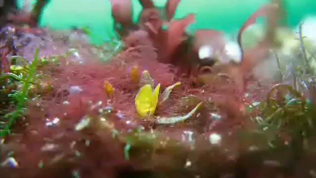 sargassum 2 смотреть онлайн