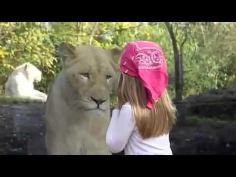 Девочка и львица Посмотрели друг другу в глаза The girl and the lioness смотреть онлайн
