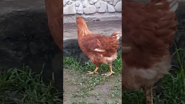 кури несушки Ломан Браун.молодки смотреть онлайн