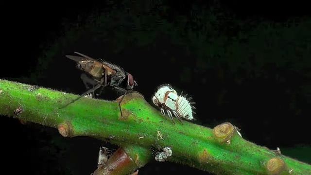 Mosca visitando una cigarra HD720p смотреть онлайн