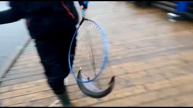 Поимка на ПАЛ 3 8 с пирса смотреть онлайн