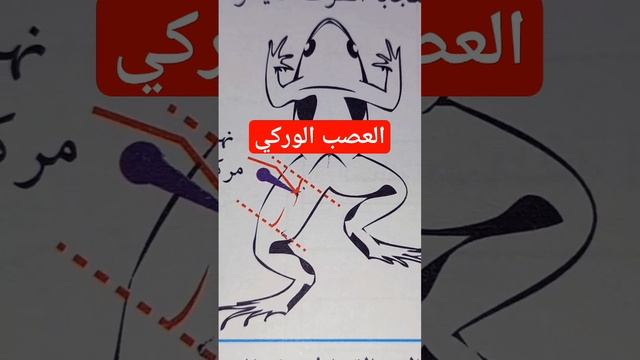 تجربة قطع العصب الوركي للضفدع شوكي смотреть онлайн