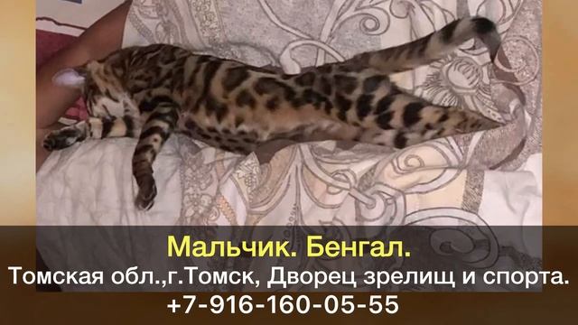 Пропал кот! Мальчик. Бенгал. Томская область, г.Томск. смотреть онлайн