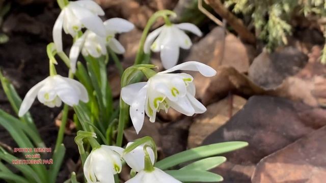 #підсніжник махровий “Flore Pleno”, огляд #2024 смотреть онлайн