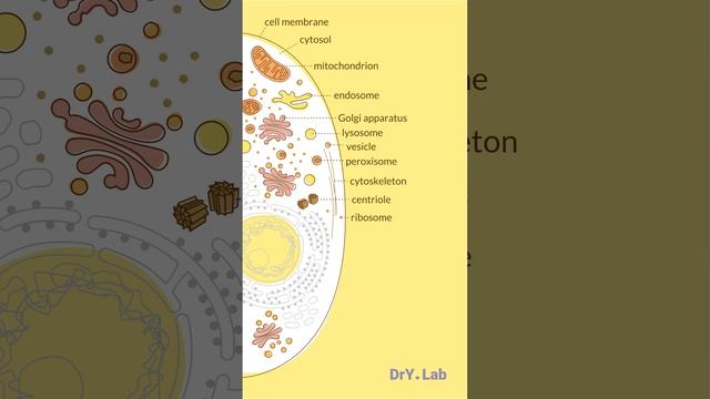 Animal cell structure смотреть онлайн