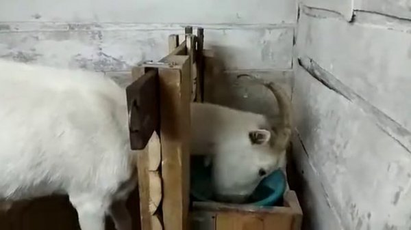 Козочка дает молочко