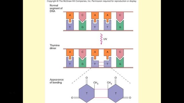 Recording 4 - Mutations and UV light Questions 12 - 17 смотреть онлайн