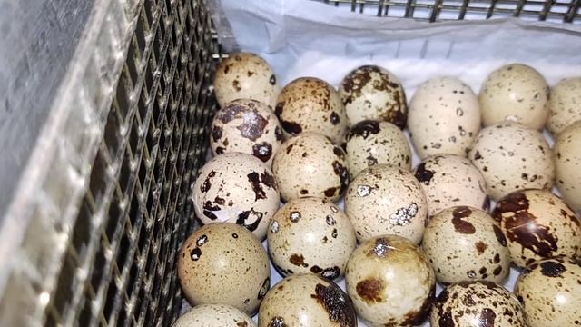 перепела! 1 вывод. 1 опыт. 23.03.2022 наклёв) первый пошёл. смотреть онлайн