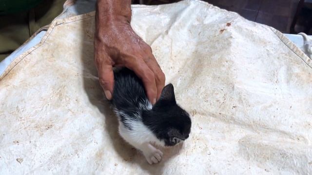 When I took a Protected Street Kitten to a God Hand Animal Hospital, Tried to Escape! смотреть онлайн