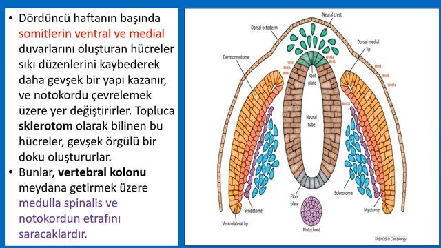 Embriyoloji - İnsan Gelişiminin 3 Haftası смотреть онлайн