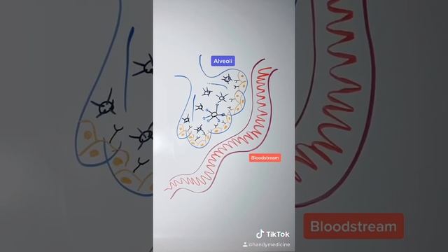 How Do You Die From Corona Virus? смотреть онлайн