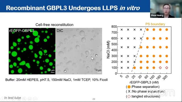 CGM 174 无膜细胞器—液液相分离在植物免疫中的调控作用 смотреть онлайн