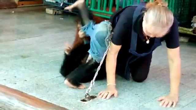 орангутан и шимпанзе смотреть онлайн