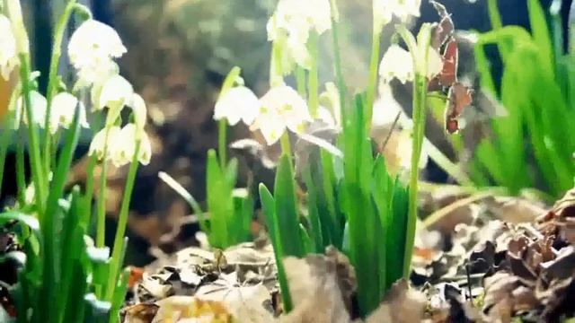 Spot PLR001 [Pulsar Music] смотреть онлайн