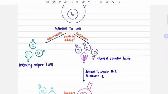 11.2 (b) Cell-mediated immune response смотреть онлайн