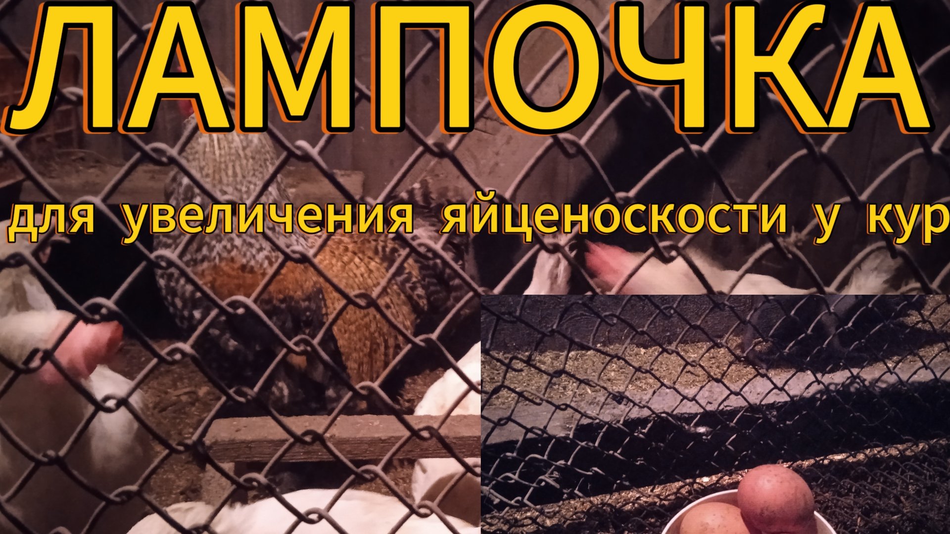 Куры несушки. Лампочка для увеличения яйценоскости у кур смотреть онлайн