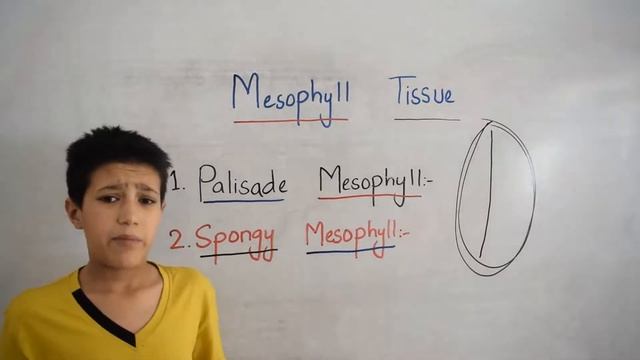 Mesophyll Tissue смотреть онлайн