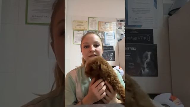 Опыт применения офтальмологического геля РЕКАВЕРИГЕЛЬ. Ветеринарный офтальмолог Алена Химич смотреть онлайн