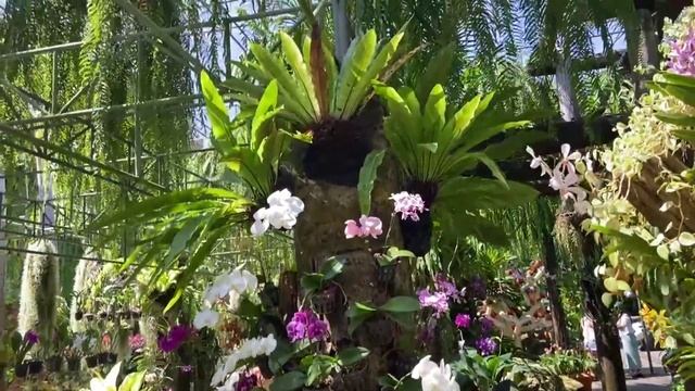 Высадили чеснок🧄 Убираем бройлеров🐤 Видео от Сашульки из Тая 🌴🌵🥀Пеку вкусняшки😋🥮 смотреть онлайн