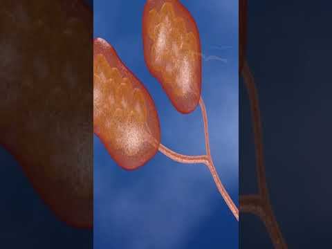 Mamery gland (Anatomy of breast) смотреть онлайн