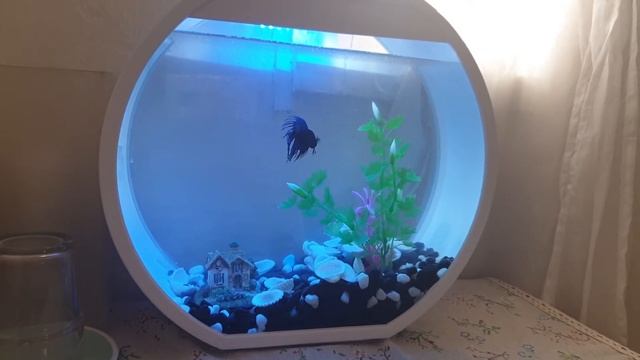 Betta fish in deco o mini tank aquarium. Prince lion of judah смотреть онлайн