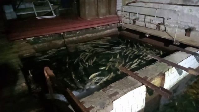 Малек форели плавает по кругу смотреть онлайн