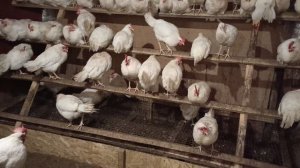 Почему не несутся куры