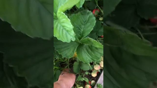 Сорт сенсация olenka83.83 Instagram Курск смотреть онлайн