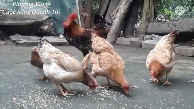 Đàn Gà Siêu To Siêu Khổng Lồ Bên Nhà Nội 🦃🦃🦃 смотреть онлайн