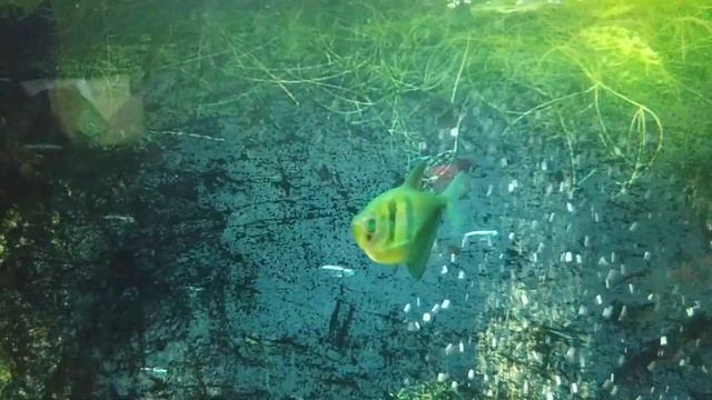 Мой первый аквариум смотреть онлайн