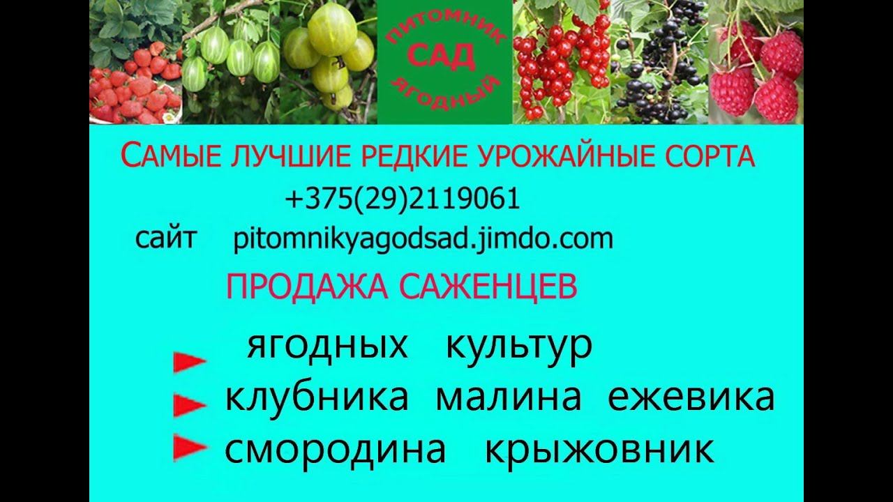 Клубничный питомник -50 сортов НОВИНКИ!!-саженцы клубники доставкой по Беларуси и России Москву . смотреть онлайн