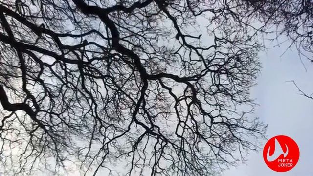 Магия природы в спиралях Божественной пропорции - тайна Золотого Сечения Фибоначчи смотреть онлайн