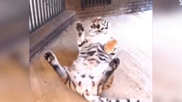 Я смеялся 2 часа:))))))))))))) Тест на психику. Влад- Мастерок. смотреть онлайн