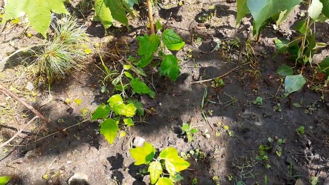 Черенковал осенью тополь белый пирамидальный. Свое наблюдение. смотреть онлайн