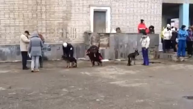 Тайсон Ланос из Альметьевска смотреть онлайн