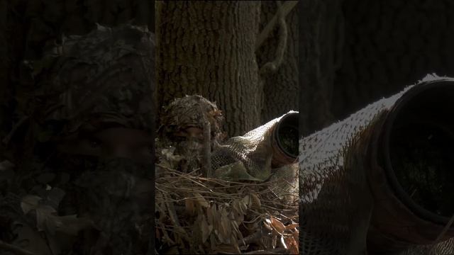 📸🐦⬛Bird photography from hide & baby badgers🦡plays on camera trap |Watch the video on my channel смотреть онлайн