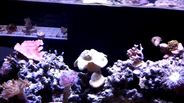 40 Breeder Reef Cree LED Part 3 смотреть онлайн