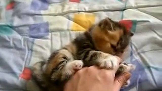 Mistic Rose de Terra Alta (video3) смотреть онлайн