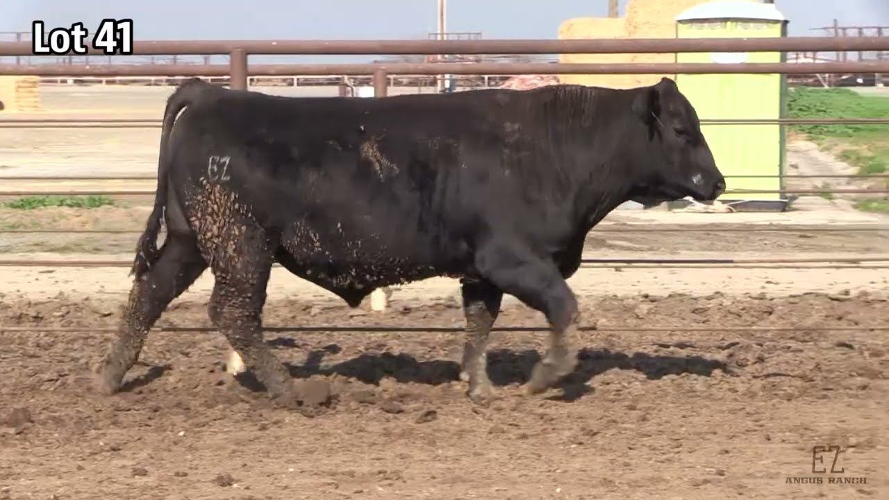 Lot 41 EZAR Insight 2015 смотреть онлайн