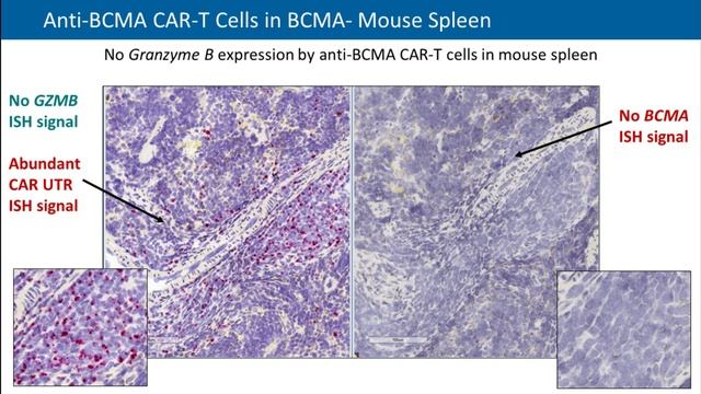 Spatial Mapping of Gene Expression in Tumors using the RNAscope™ Technology смотреть онлайн